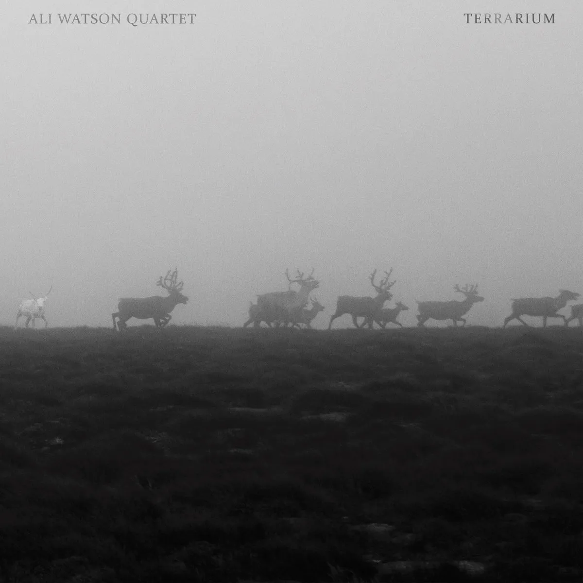 Terrarium by Ali Watson